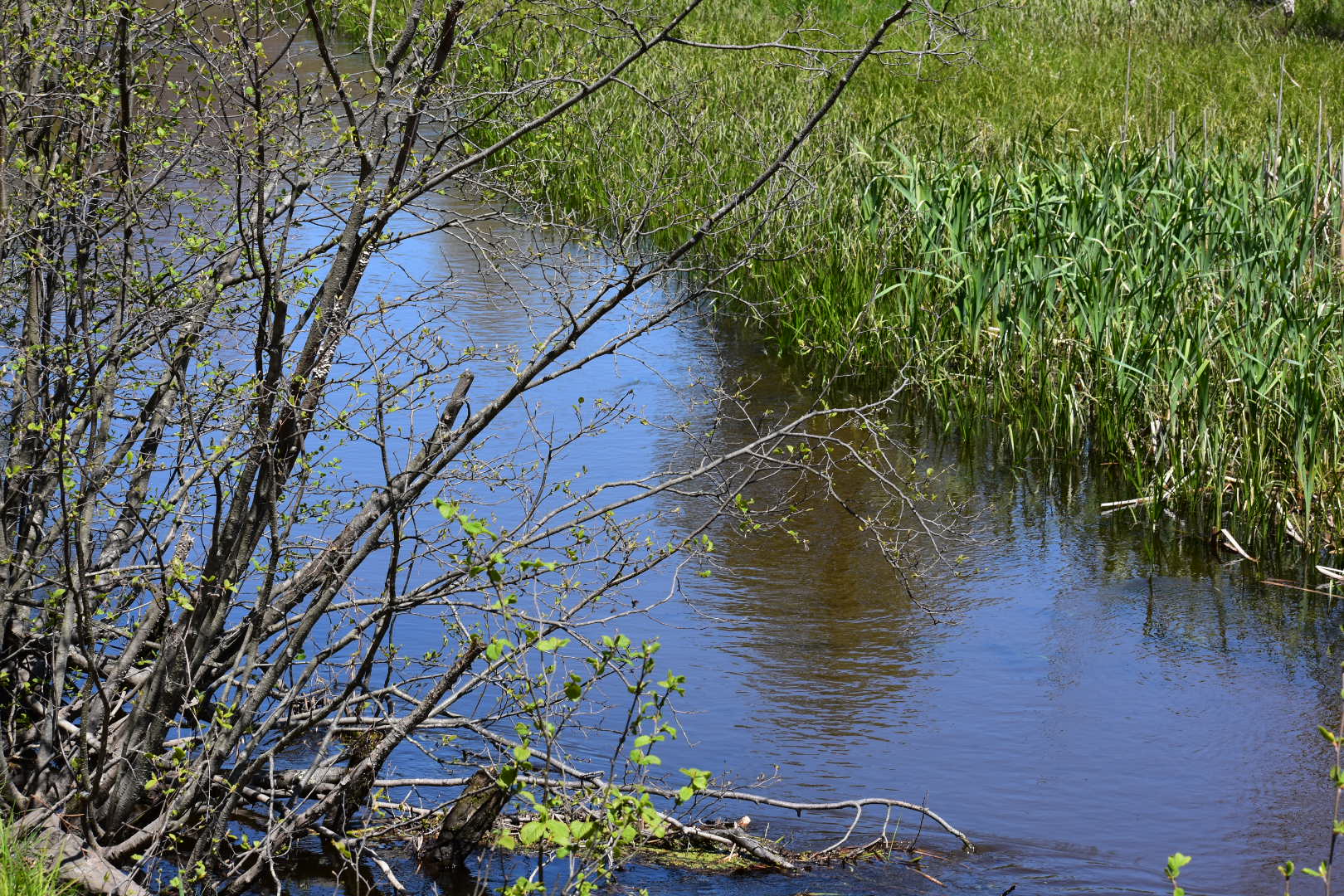 Home River