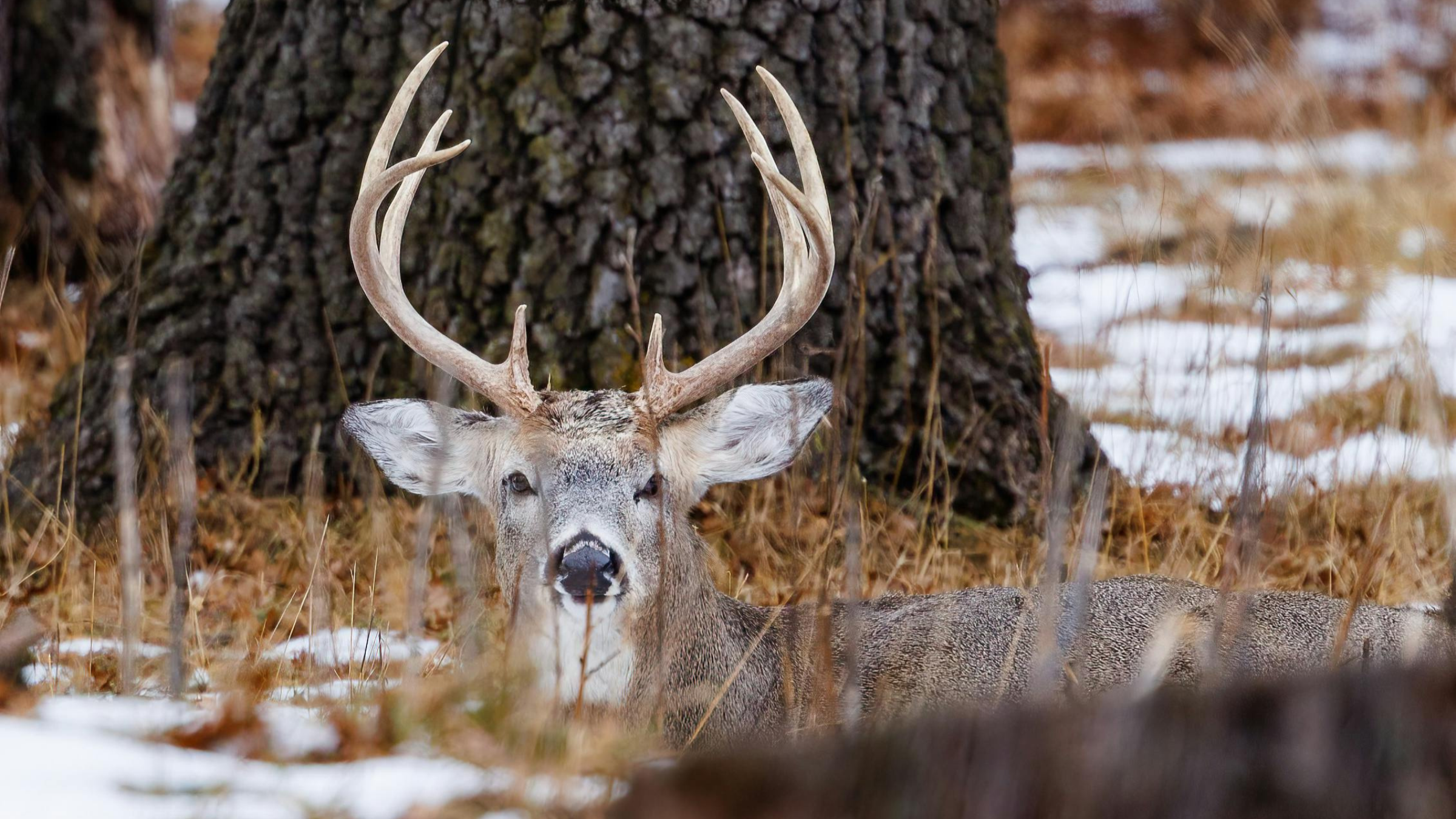 Home Whitetail Buck - Big Game Hunt