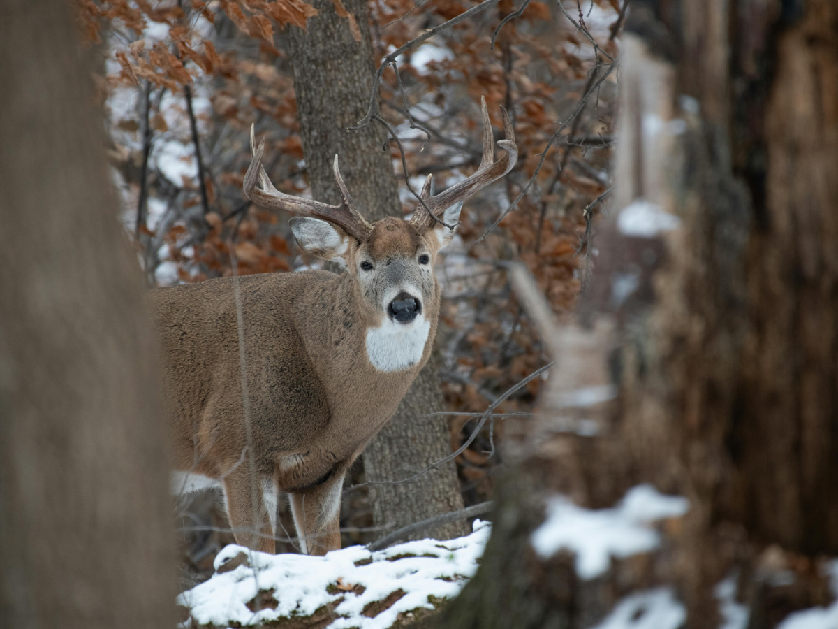 Deer in Woods Deer in Woods