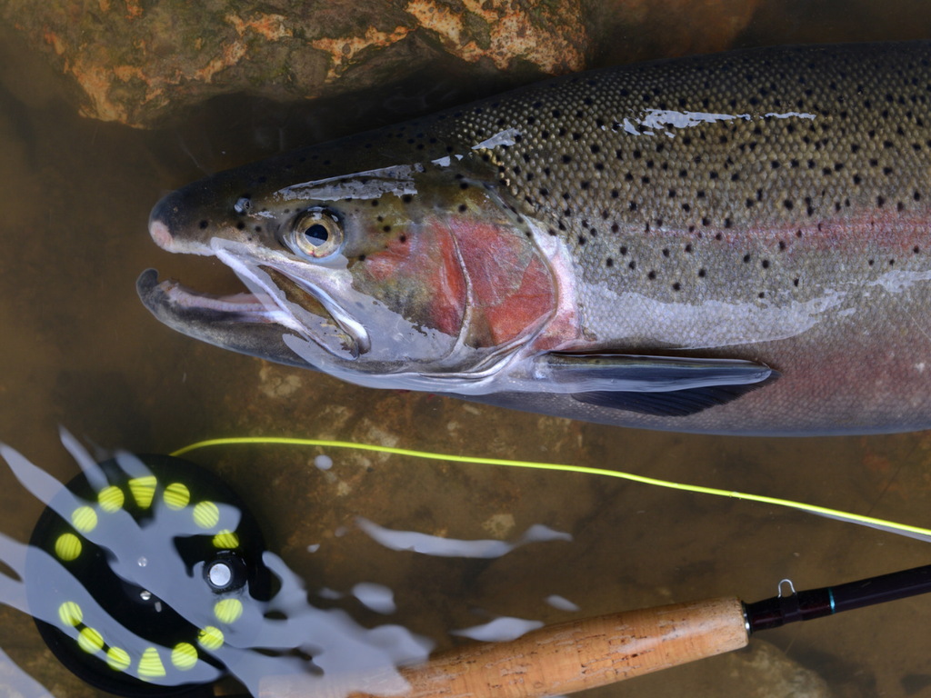 Trout in Stream Trout in Stream